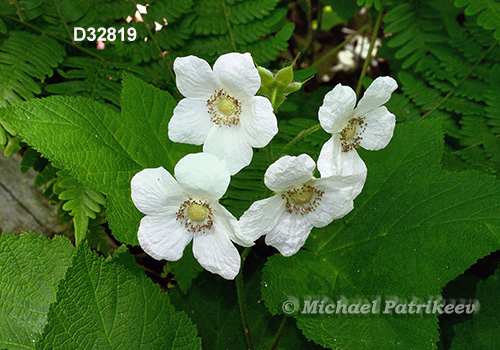 Thimbleberry (Rubus parviflorus)